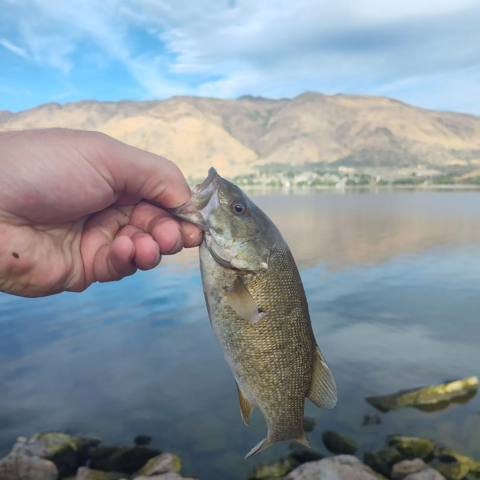 Smallmouth bass caught on Fishbrain