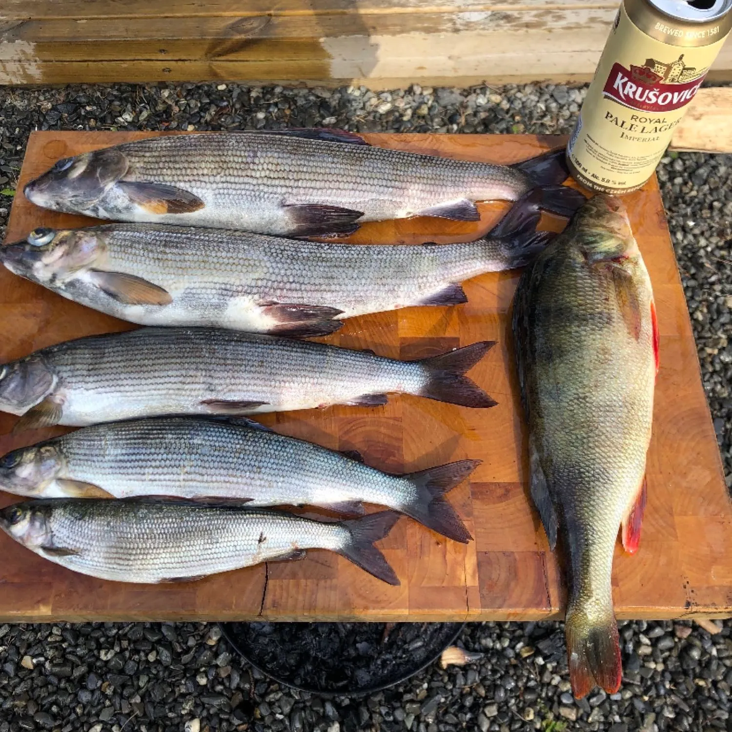 recently logged catches