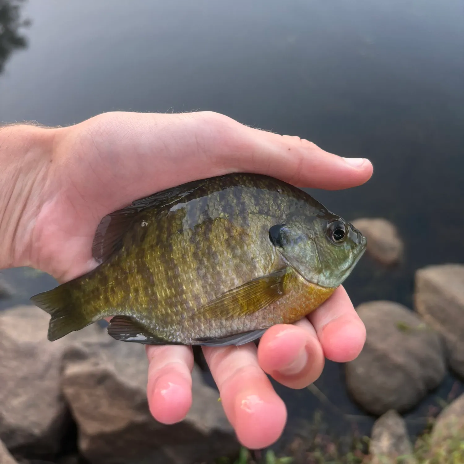 Bluegill caught on Fishbrain