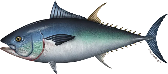 Pacific bluefin tuna