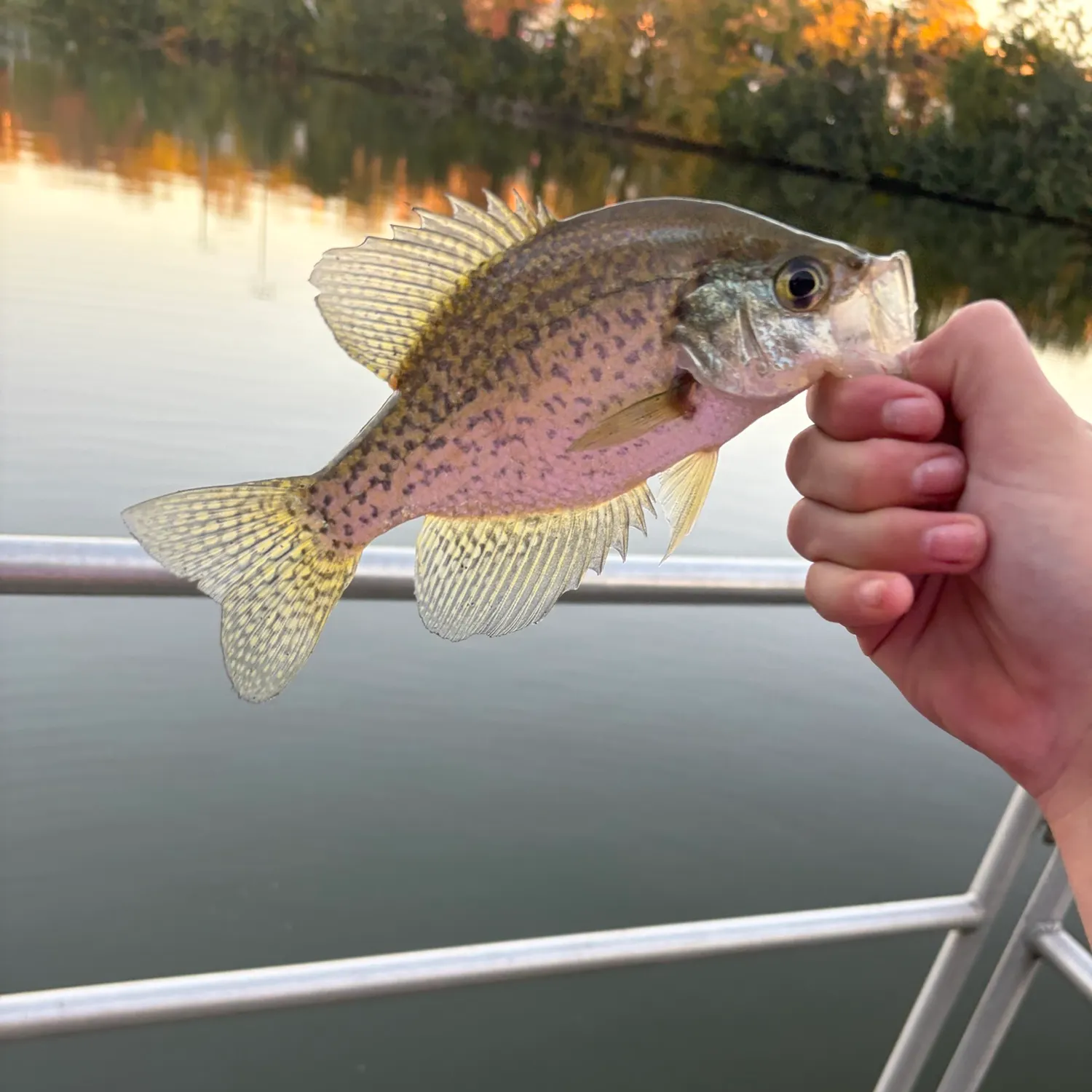 Black crappie caught on Fishbrain