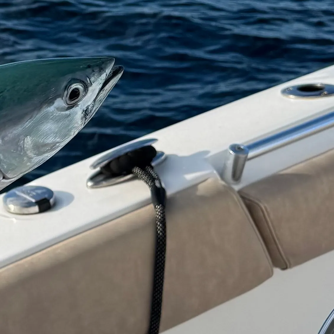 The most recent Australian bonito catches on Fishbrain