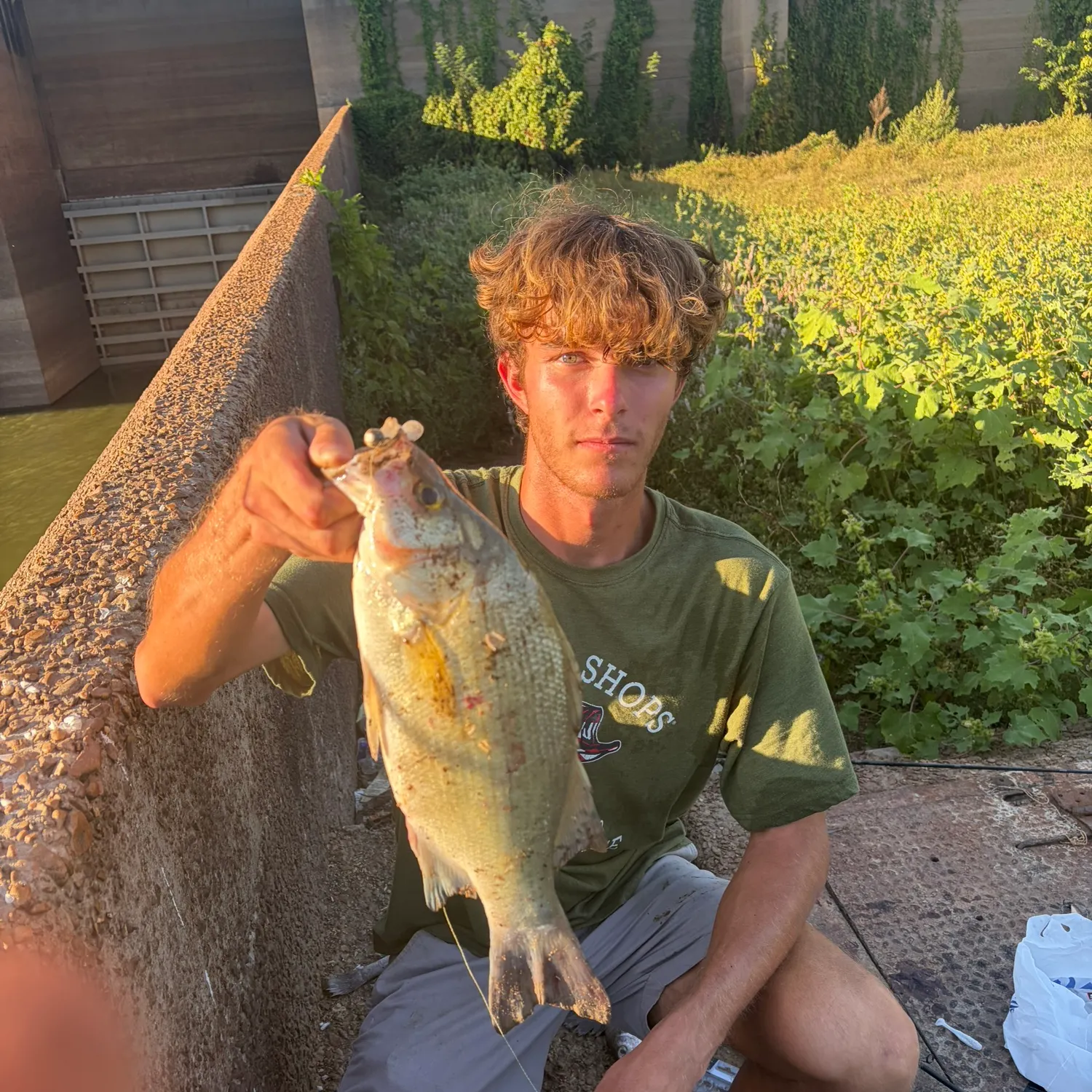 White bass caught on Fishbrain