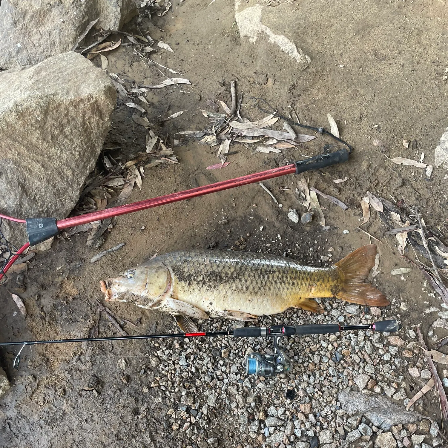 Common carp caught on Fishbrain