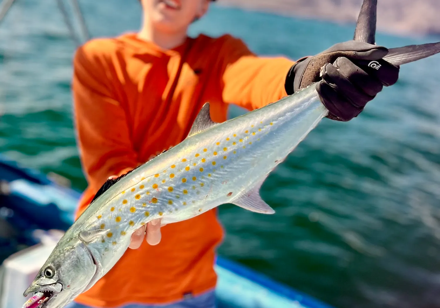 Serra Spanish mackerel