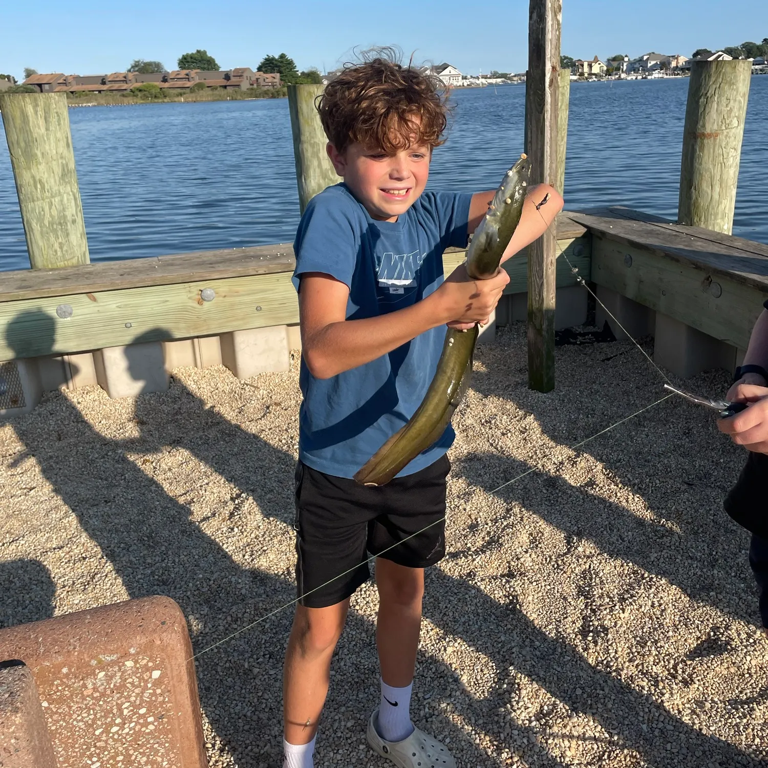 American eel caught on Fishbrain
