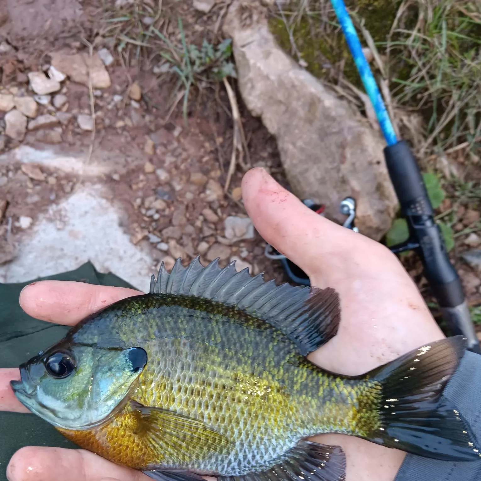 Bluegill caught on Fishbrain