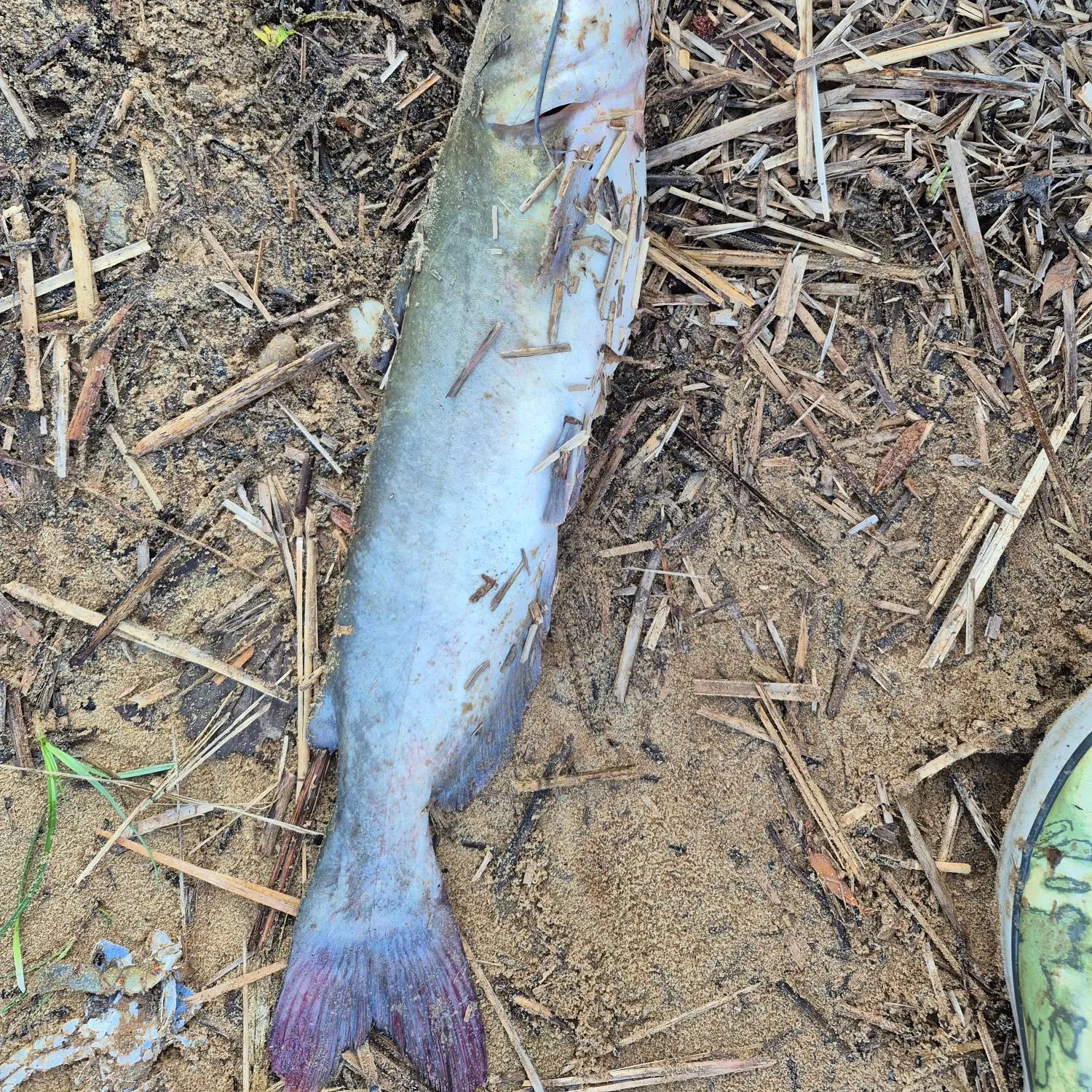 Fish caught on Fishbrain