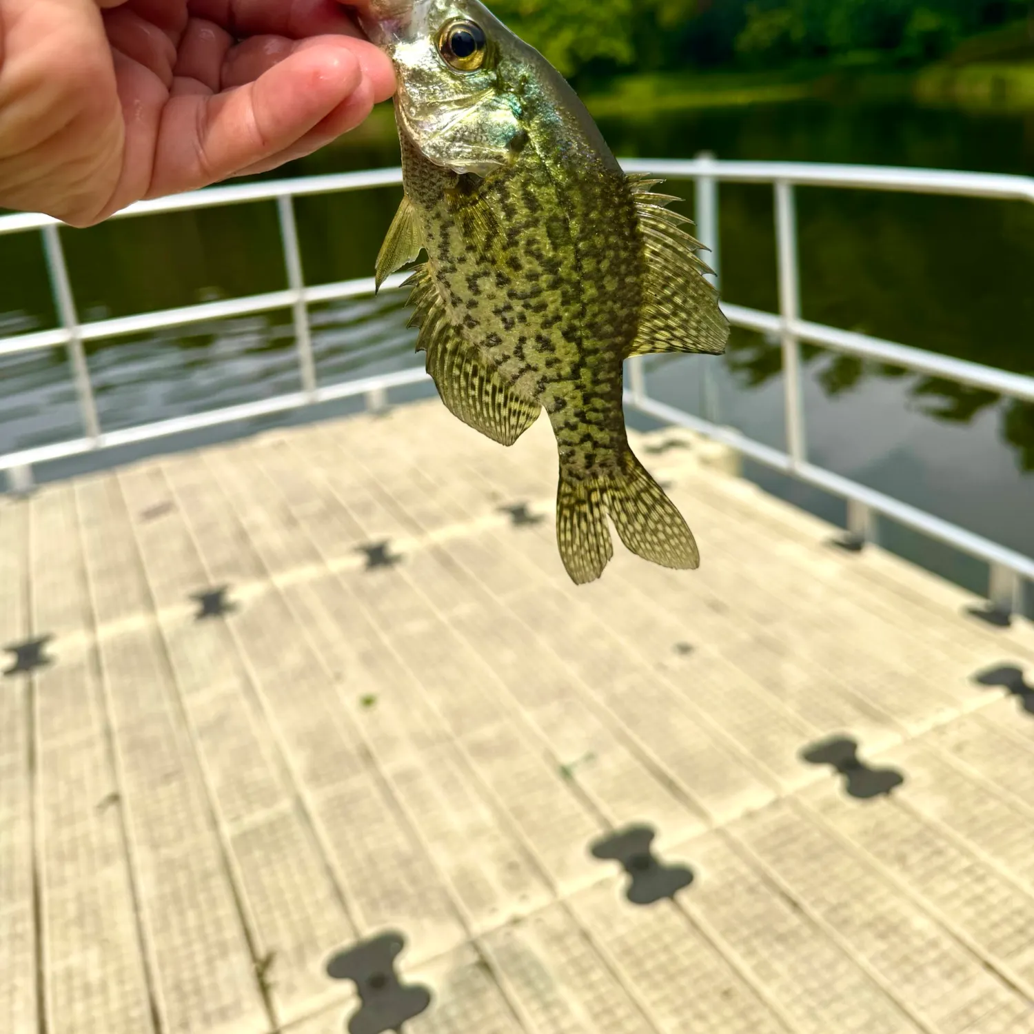 Black crappie caught on Fishbrain