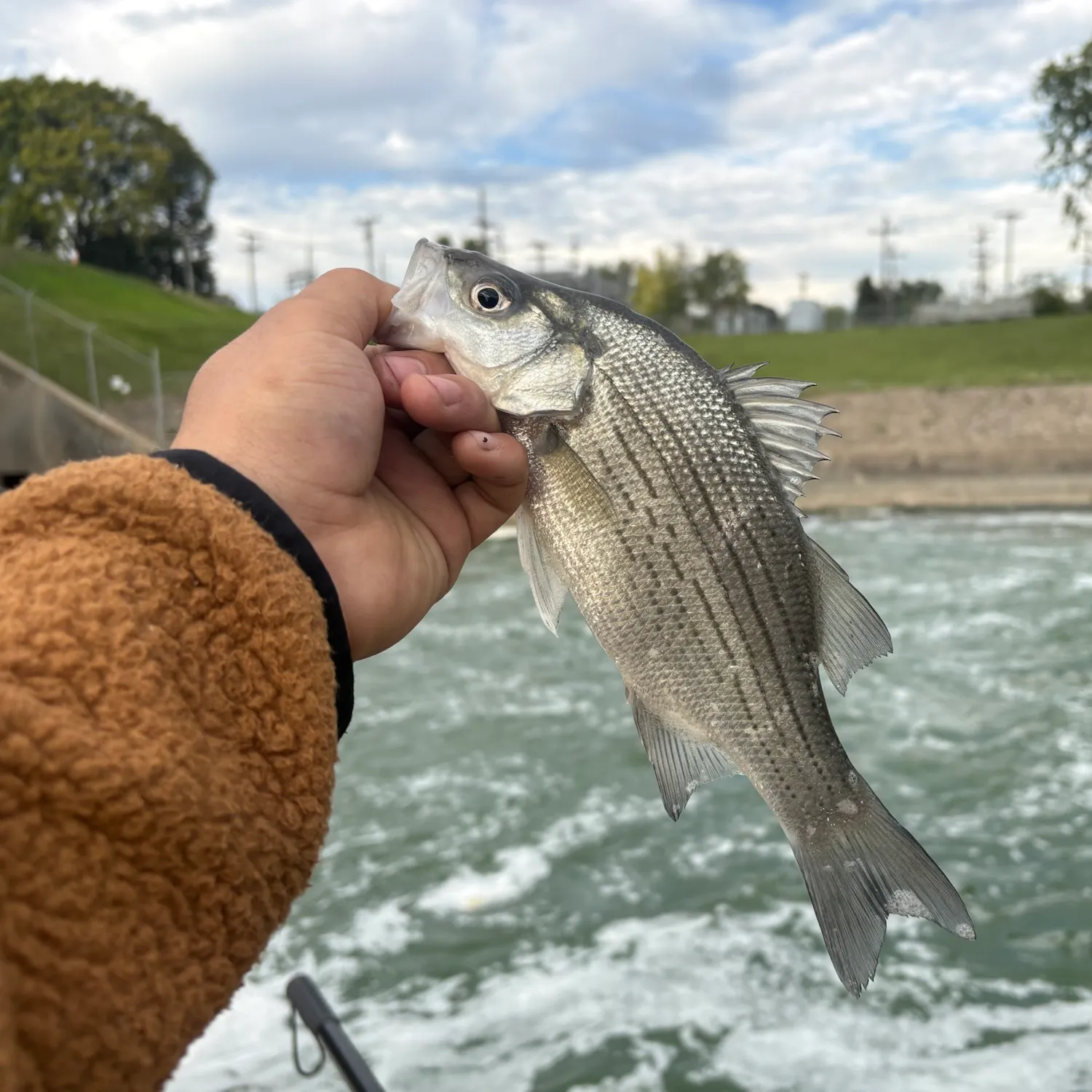 White bass caught on Fishbrain