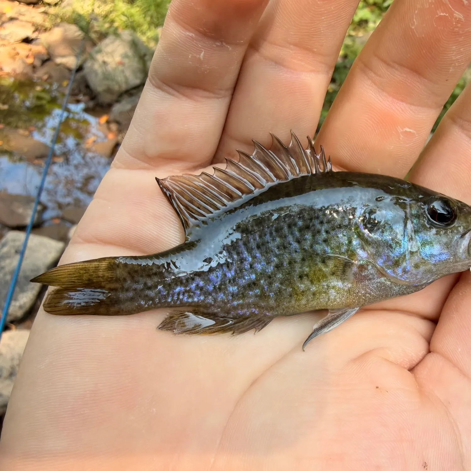 Warmouth caught on Fishbrain