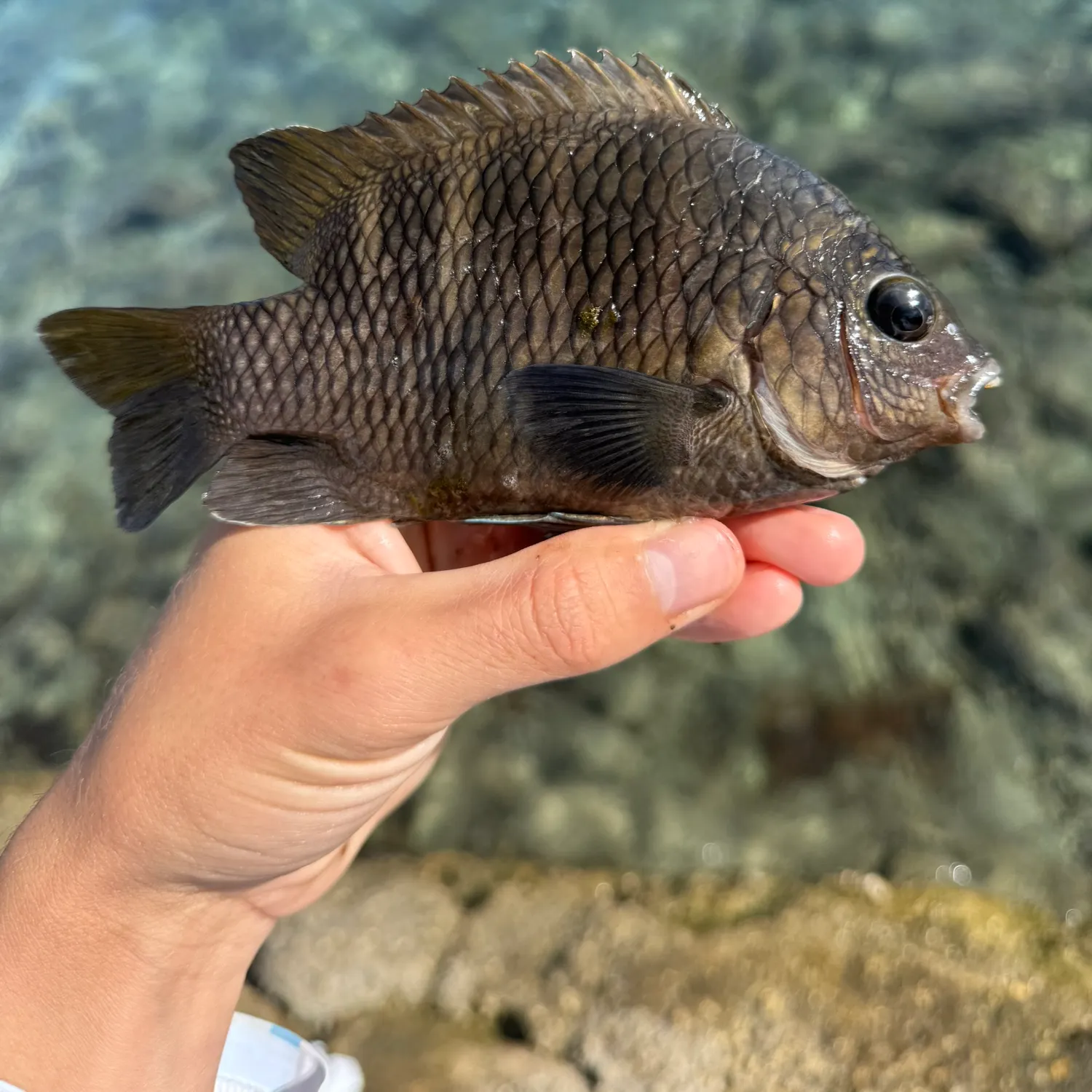 The most recent Night Sergeant catches on Fishbrain