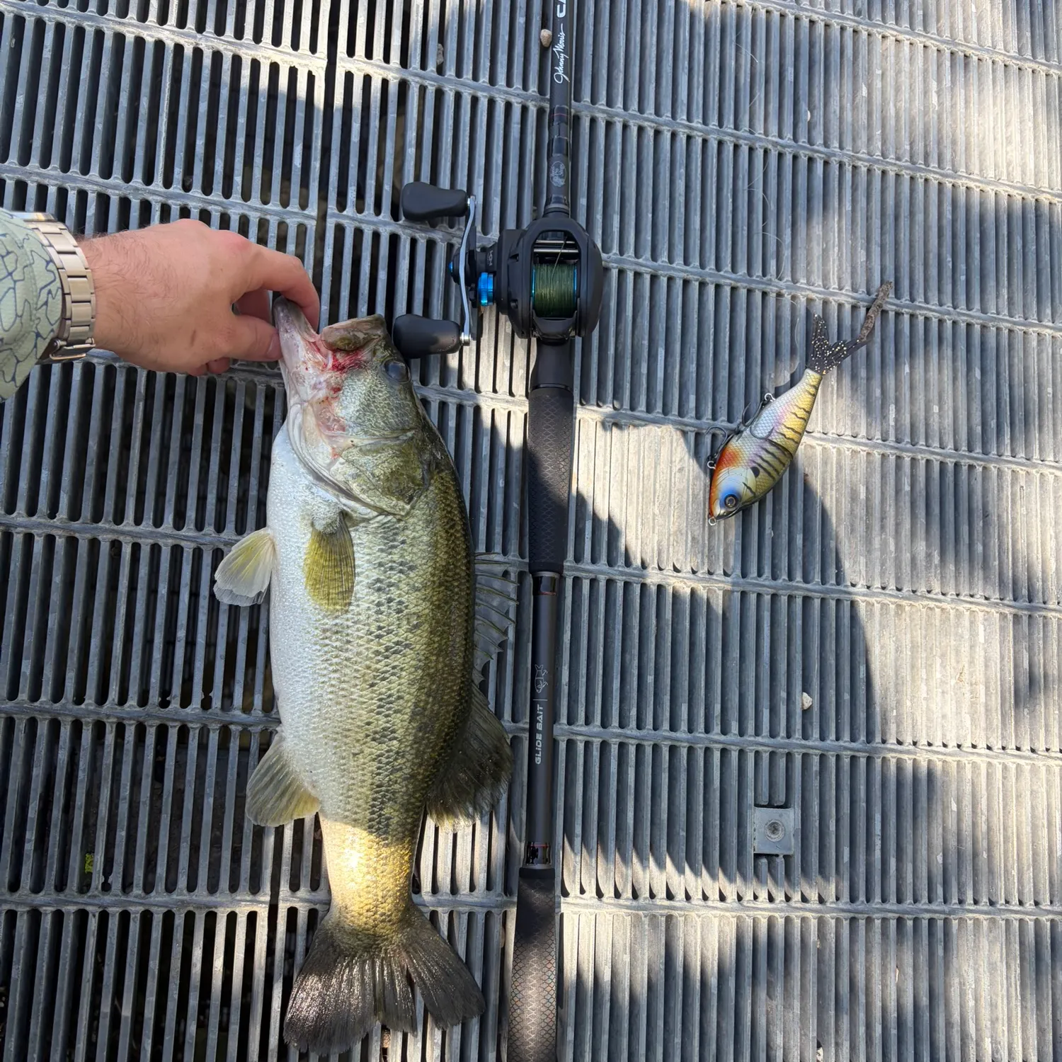 Largemouth bass caught on Fishbrain