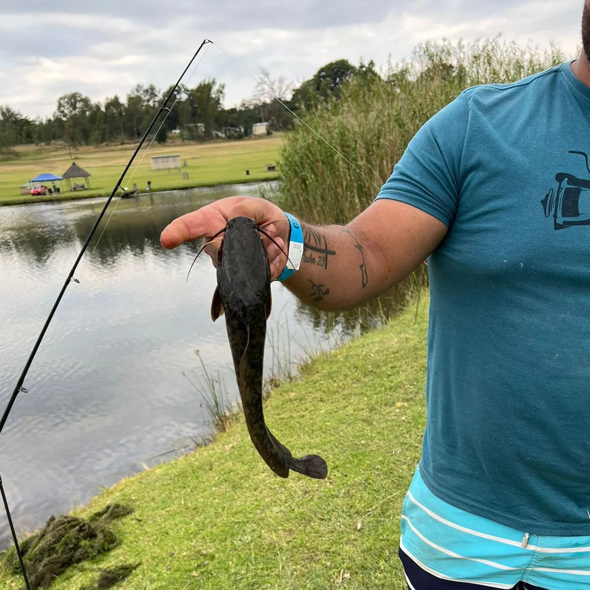 The most recent North African catfish catches on Fishbrain