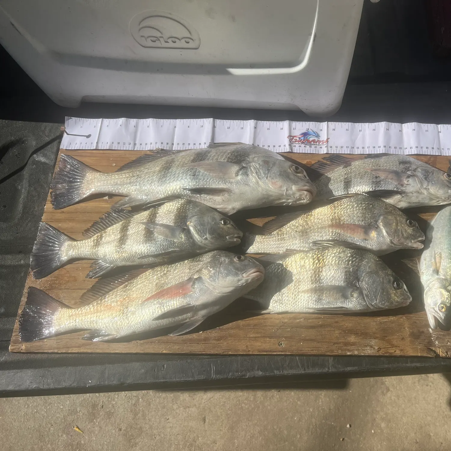 recently logged catches