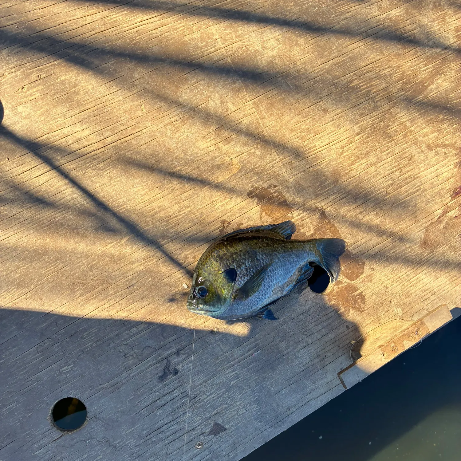 Bluegill caught on Fishbrain