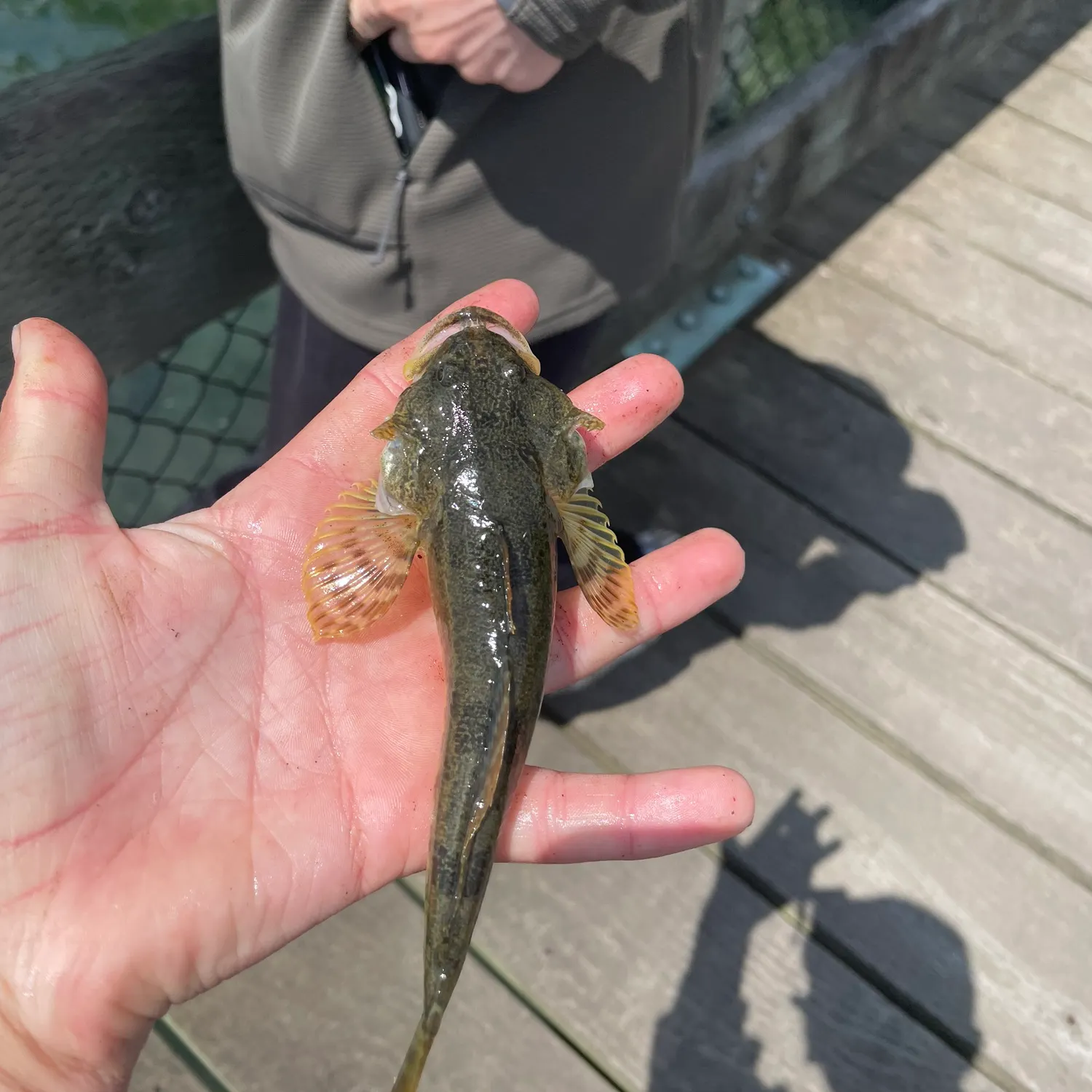The most recent Pacific staghorn sculpin catches on Fishbrain