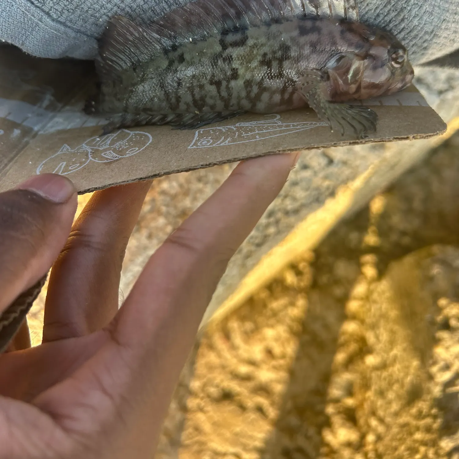 The most recent Brown rockfish catches on Fishbrain