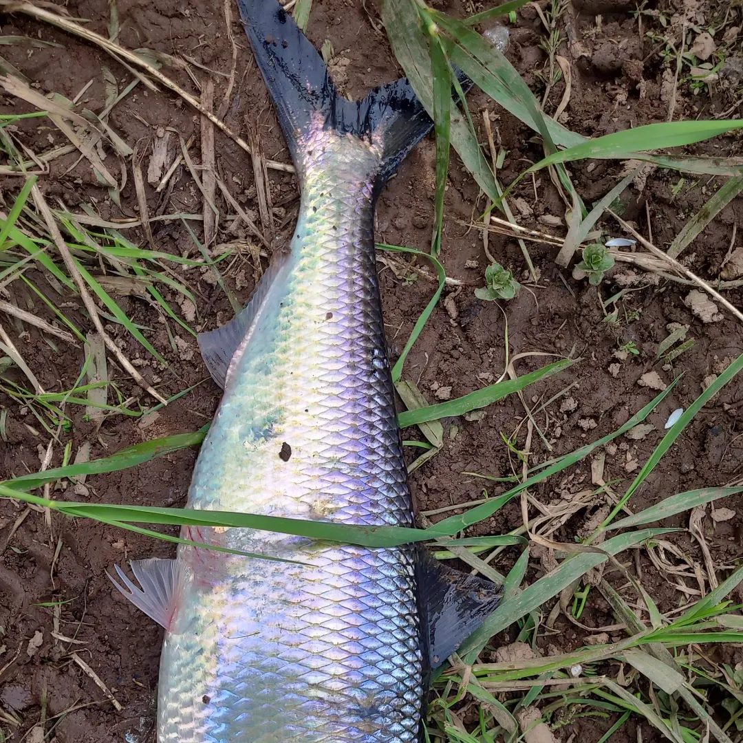 The most recent American shad catches on Fishbrain