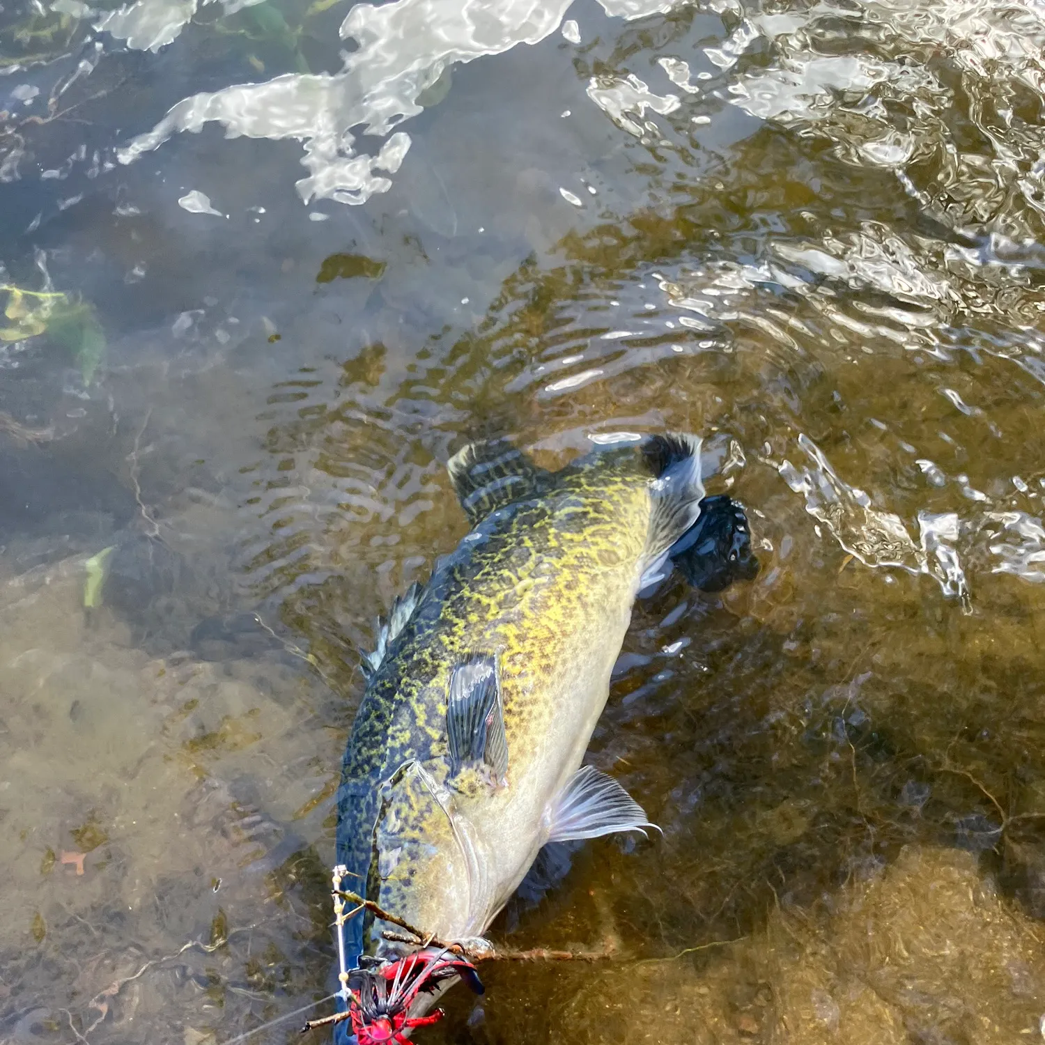 The most recent Murray cod catches on Fishbrain