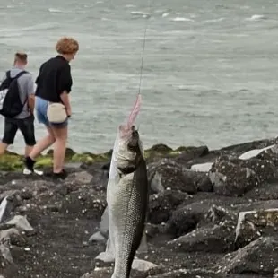 The most recent European seabass catches on Fishbrain