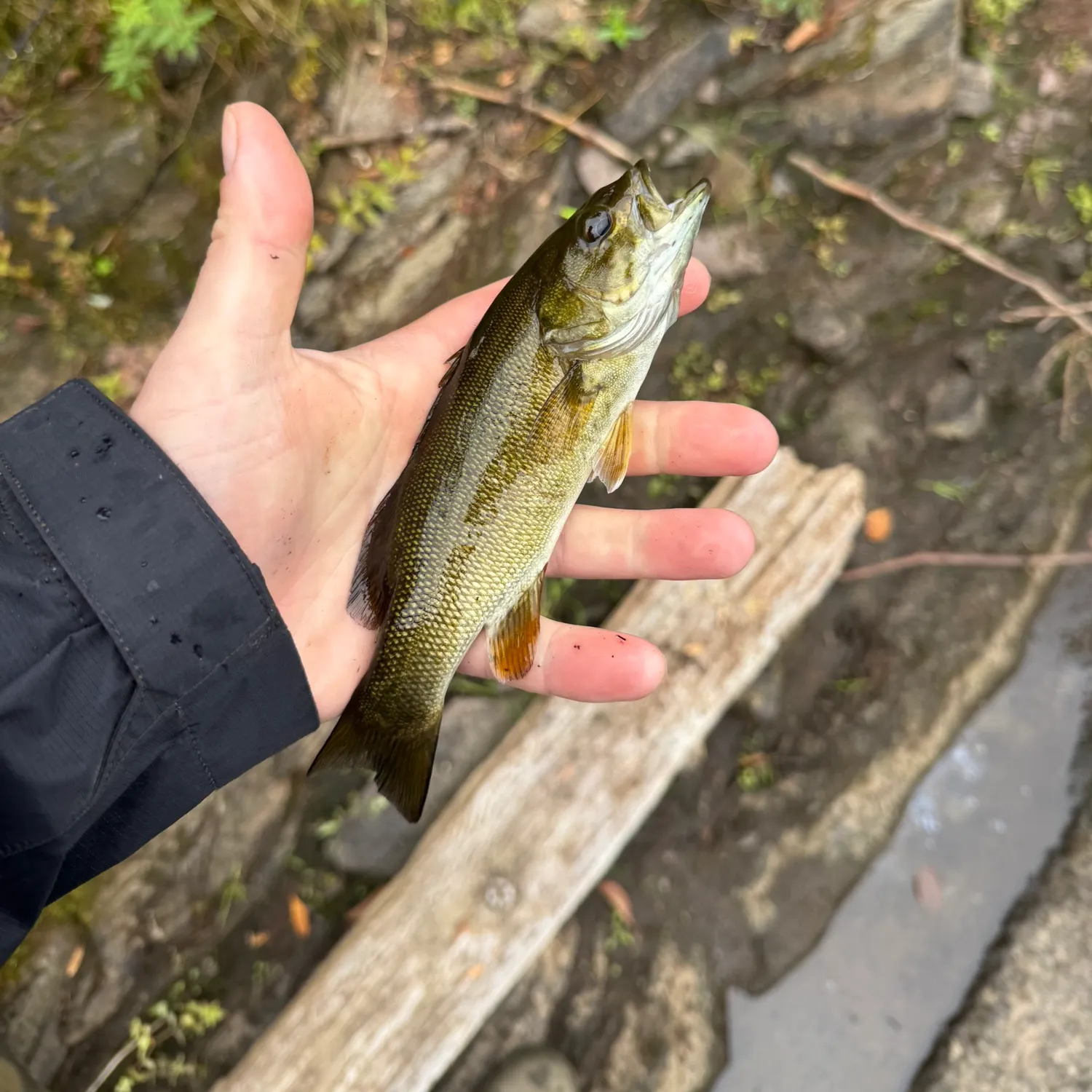 Smallmouth bass caught on Fishbrain