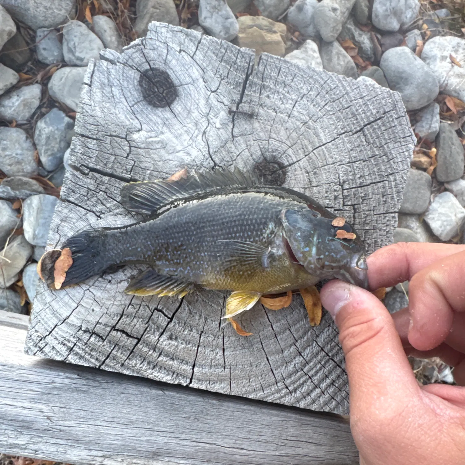 Green sunfish caught on Fishbrain