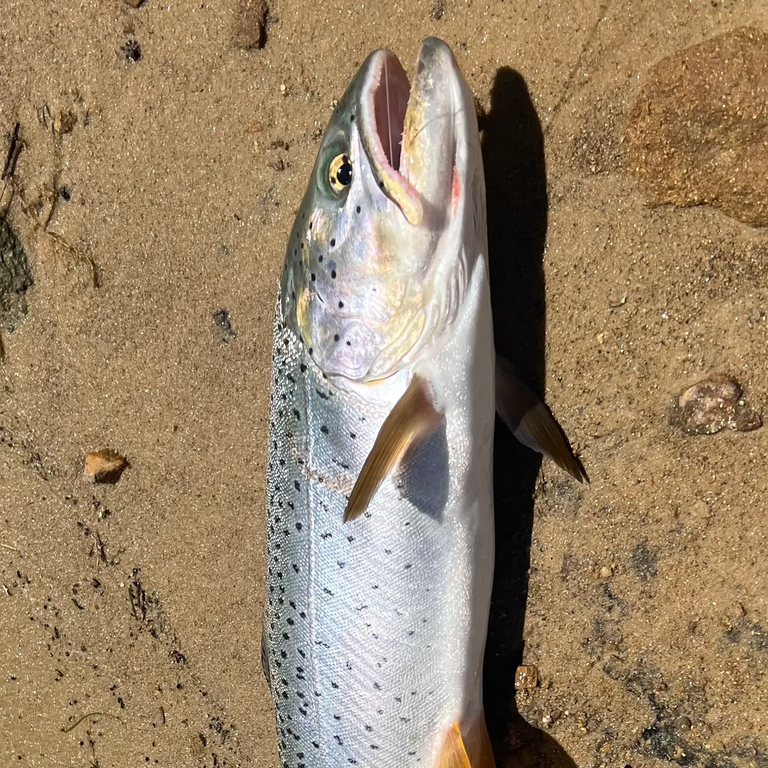 The most recent Bear Lake cutthroat trout catches on Fishbrain