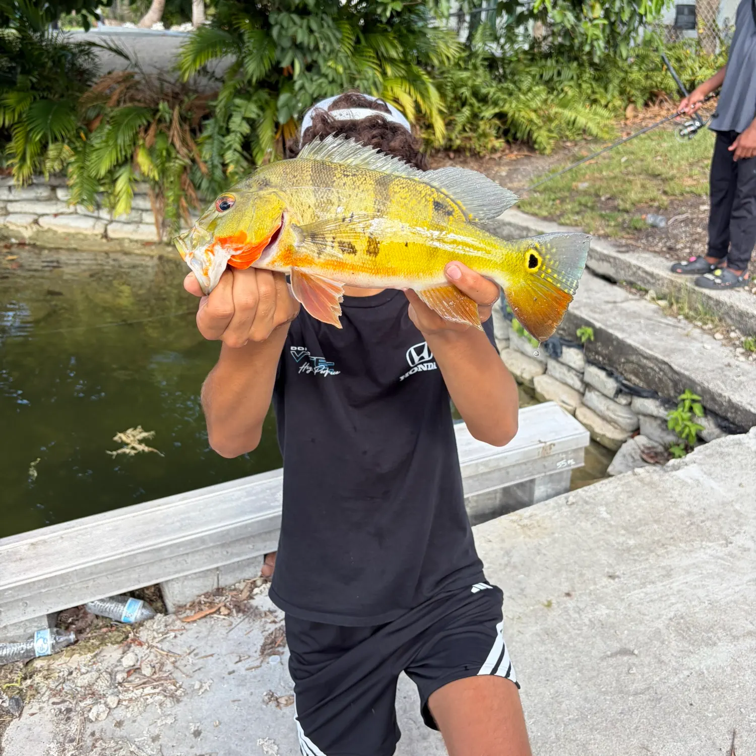 The most recent Speckled peacock bass catches on Fishbrain