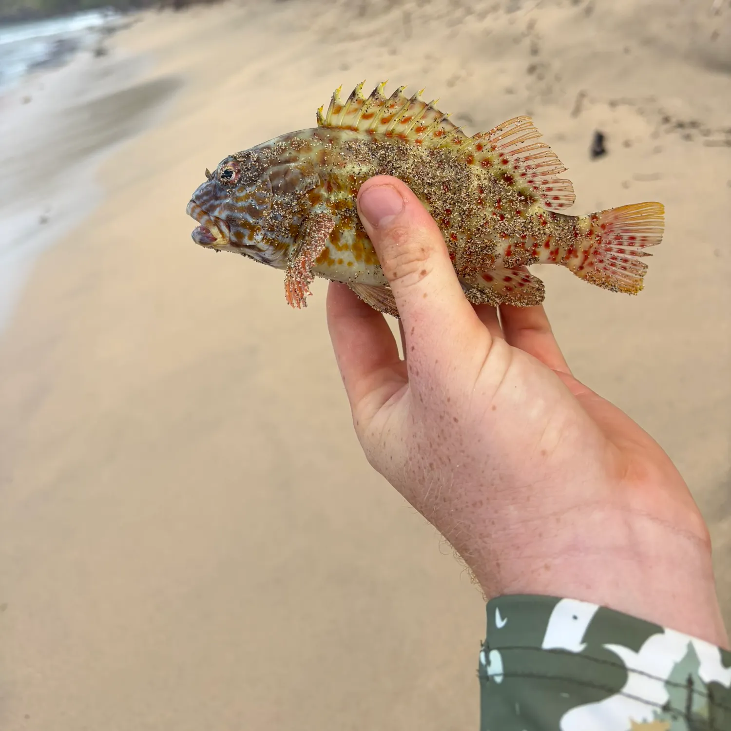 Stocky hawkfish caught on Fishbrain