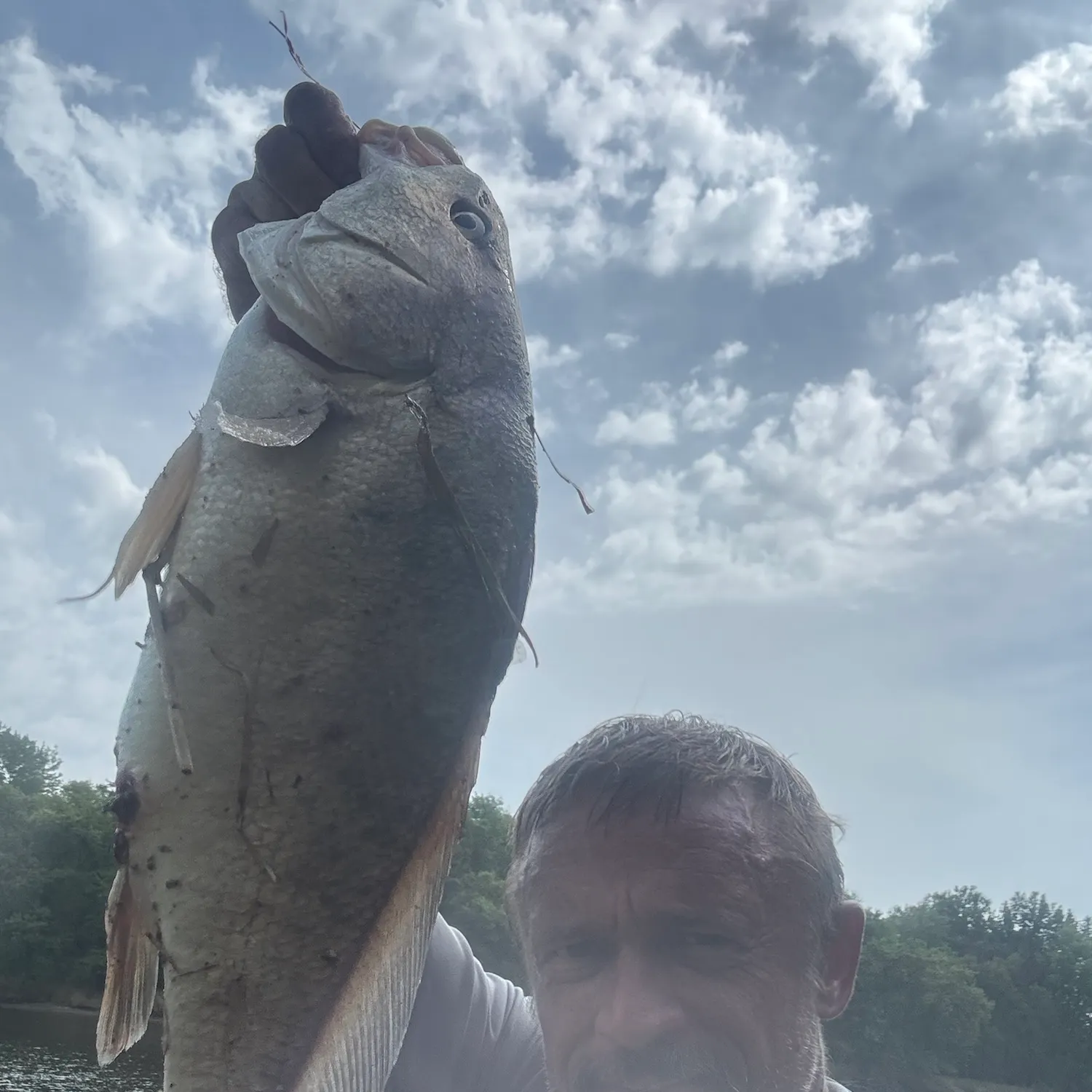 Freshwater drum caught on Fishbrain
