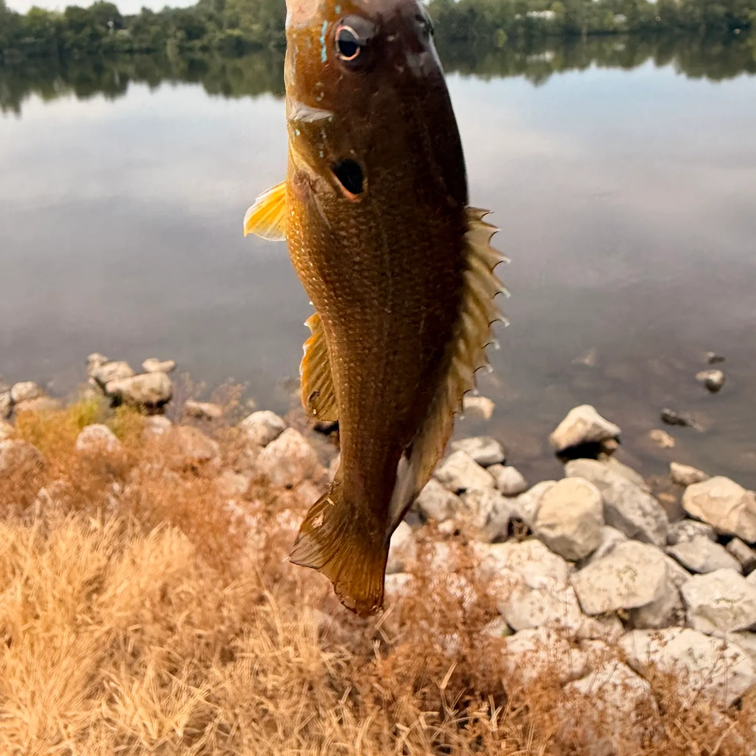 Bluegill caught on Fishbrain