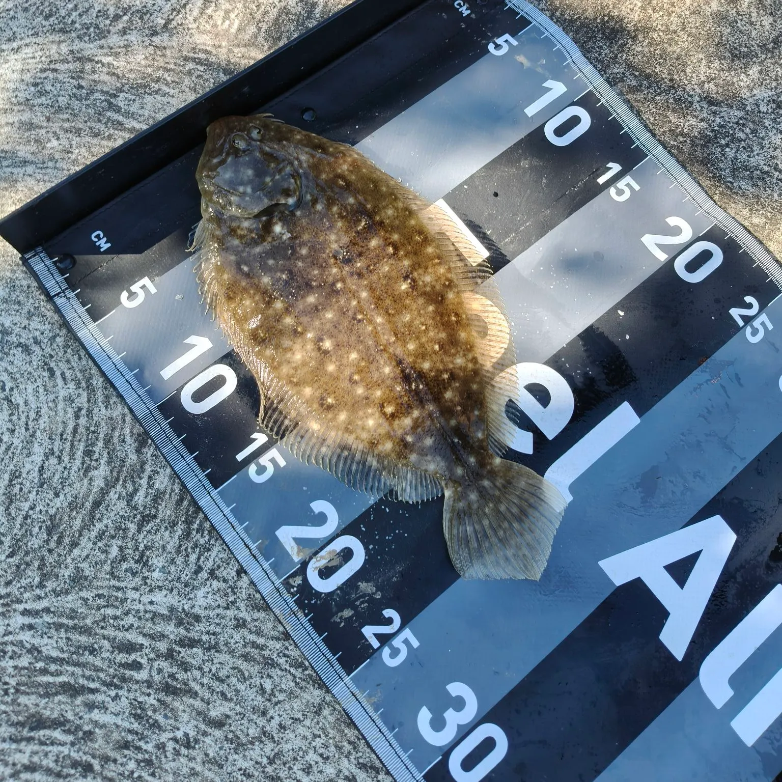 The most recent Greenback flounder catches on Fishbrain