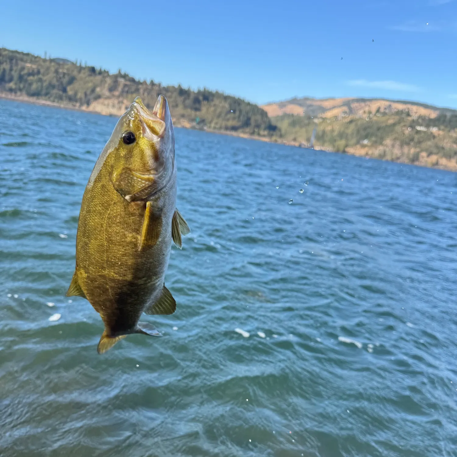 Smallmouth bass caught on Fishbrain