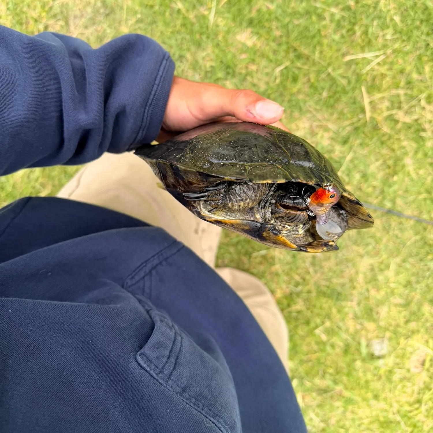 The most recent Common snapping turtle catches on Fishbrain