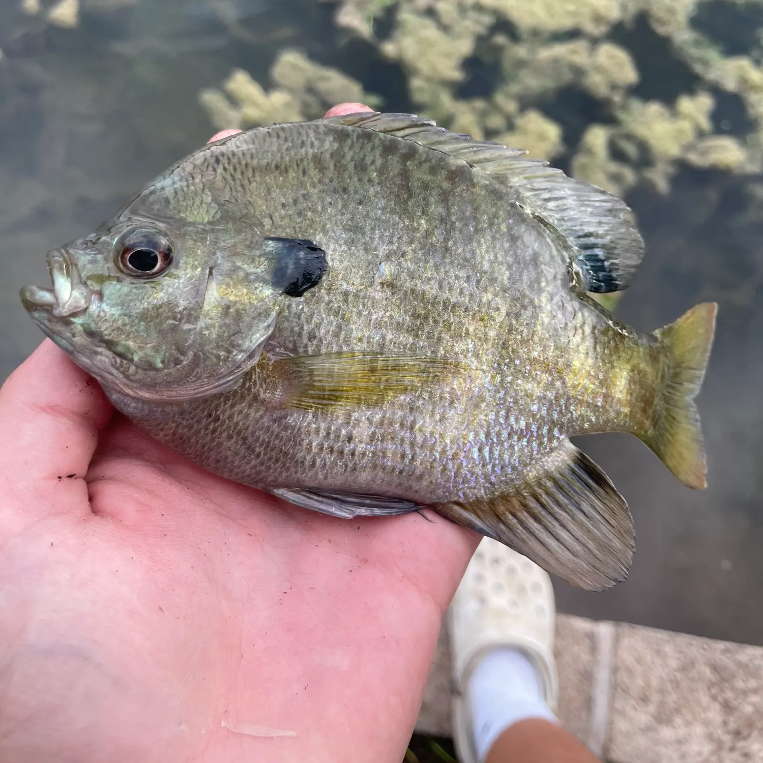 Bluegill caught on Fishbrain
