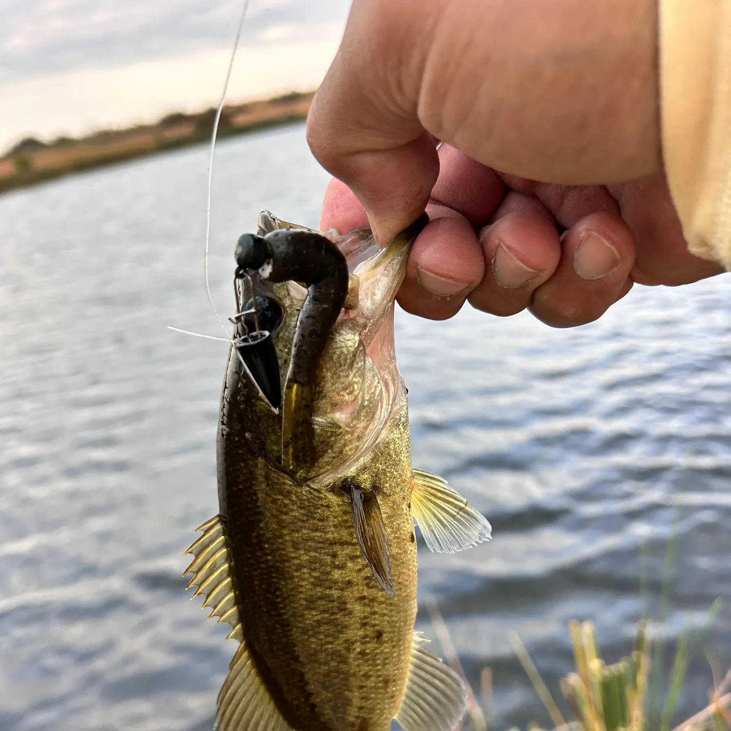 Largemouth bass caught on Fishbrain