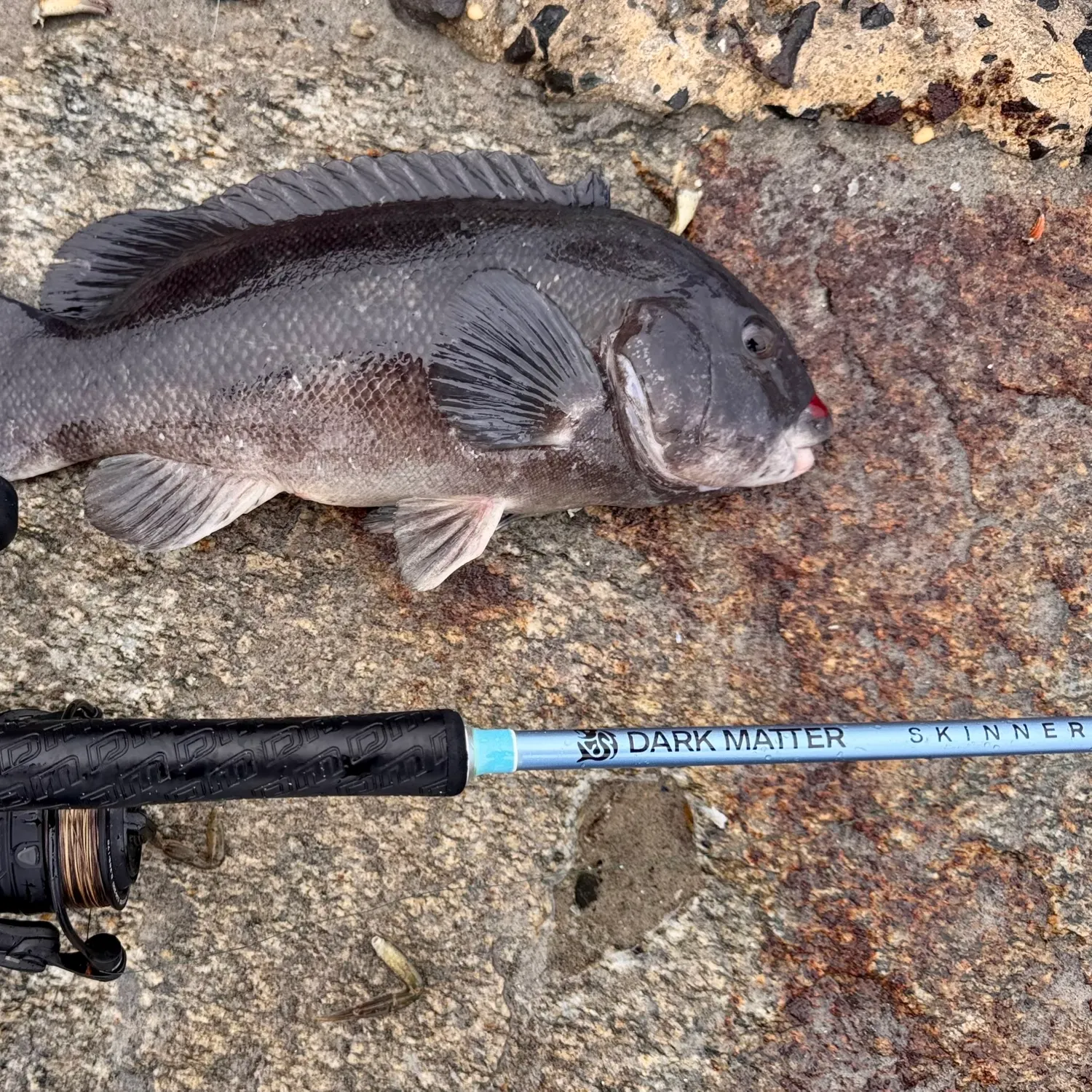 Tautog caught on Fishbrain