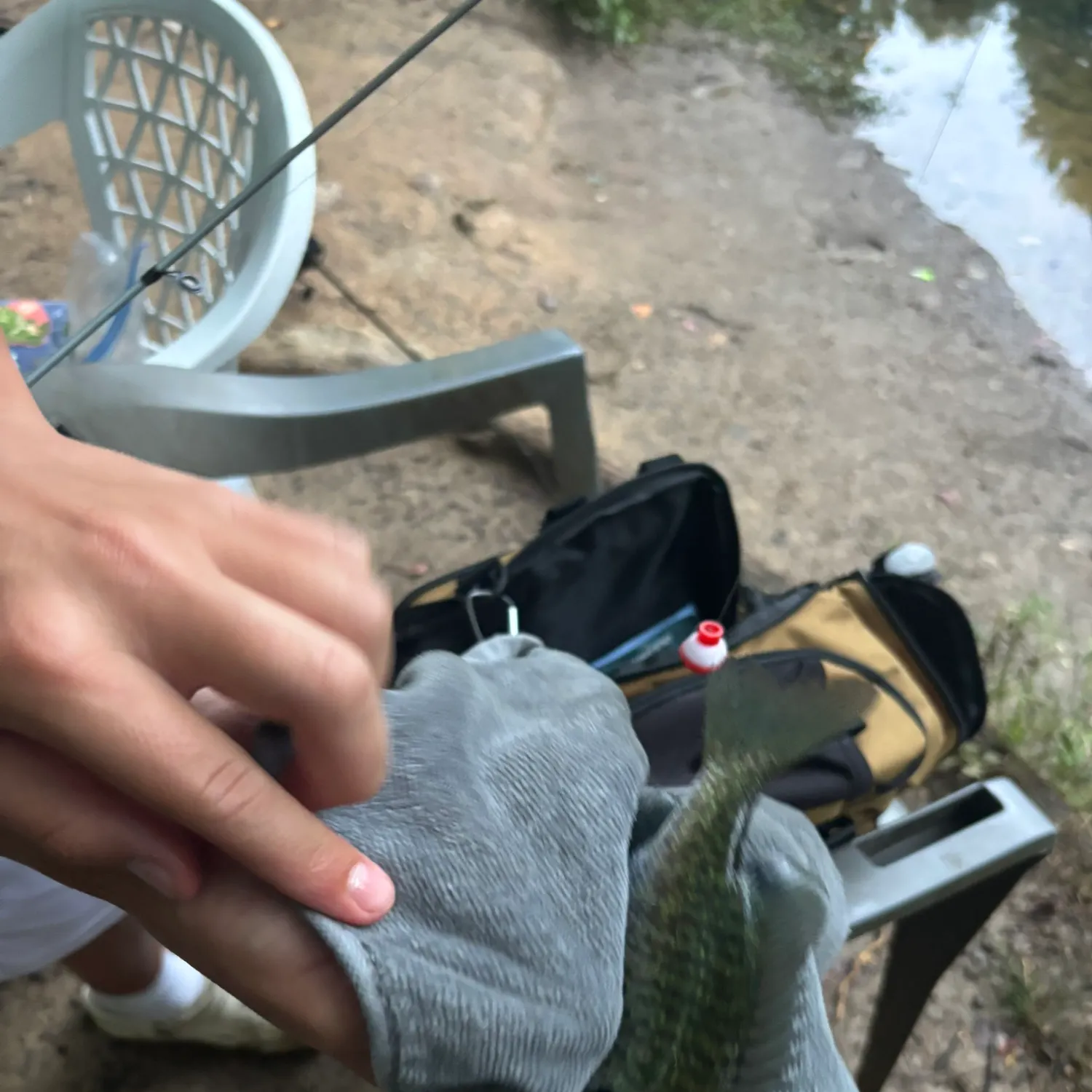 Bluegill caught on Fishbrain