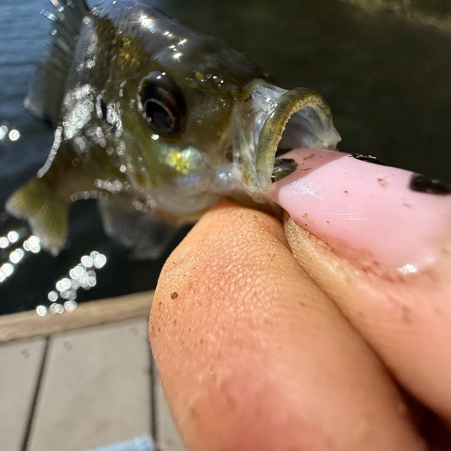 Bluegill caught on Fishbrain