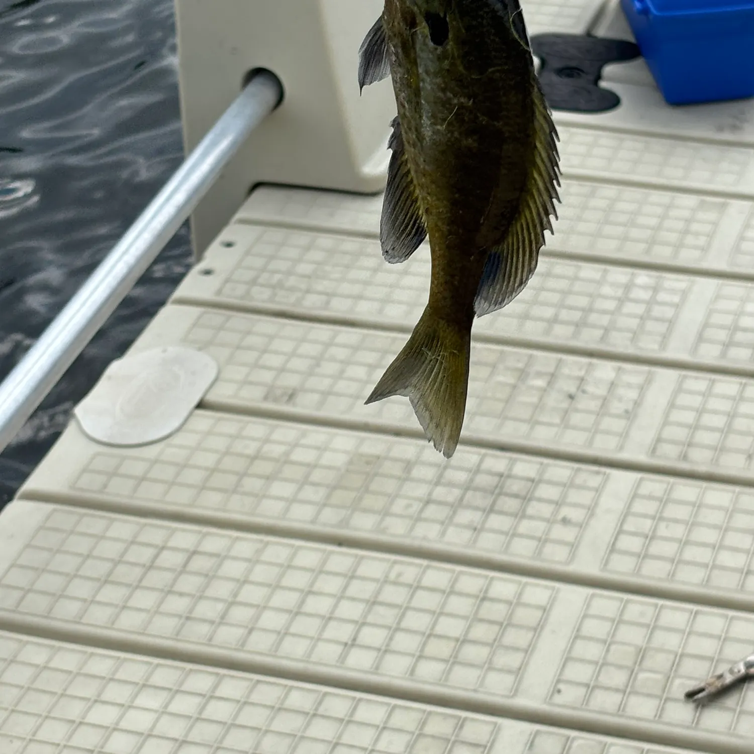 Fish caught on Fishbrain