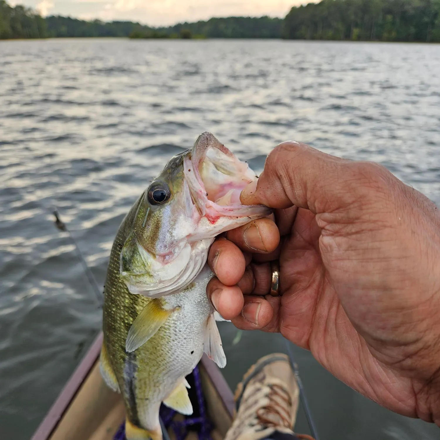 Spotted bass caught on Fishbrain
