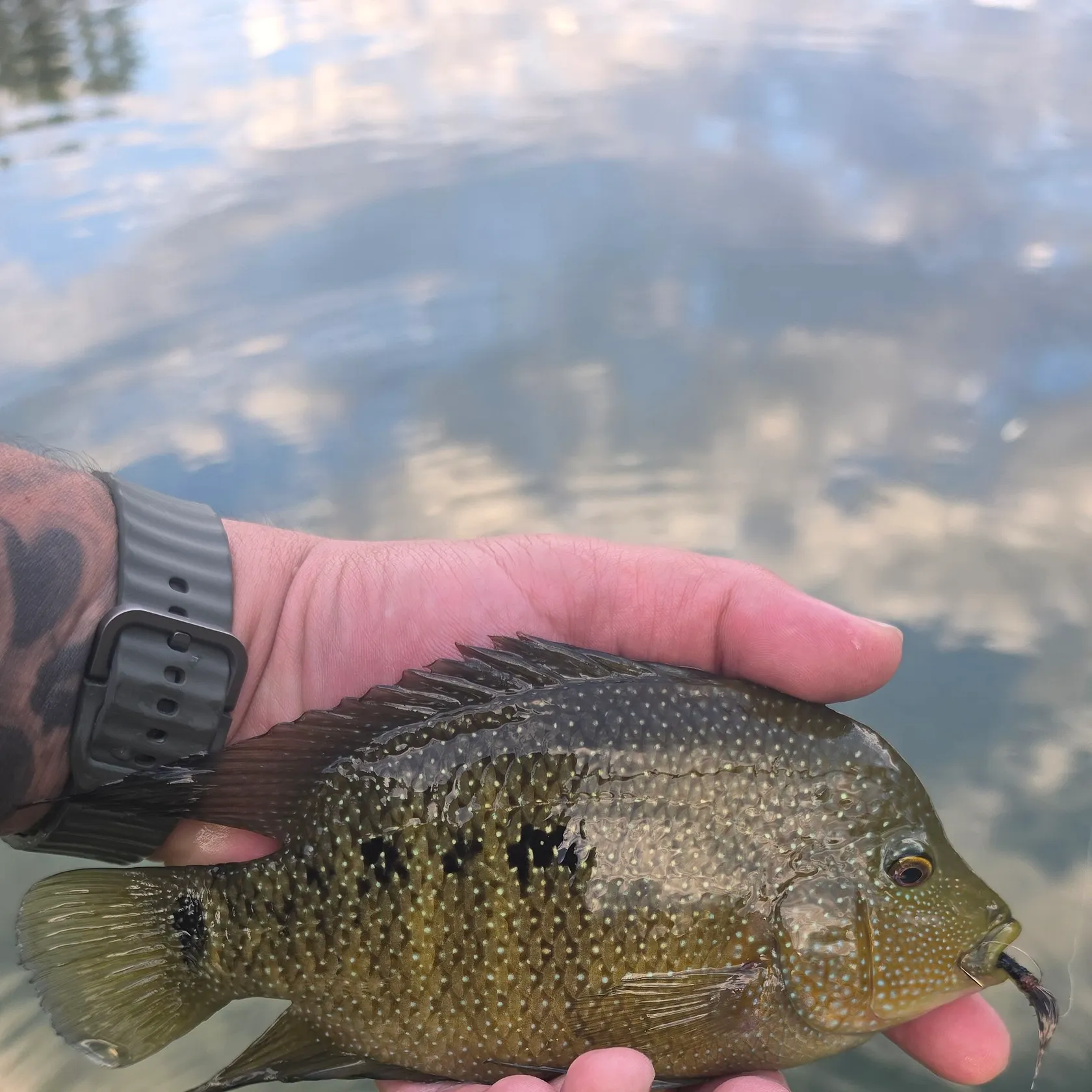 The most recent Rio Grande cichlid catches on Fishbrain