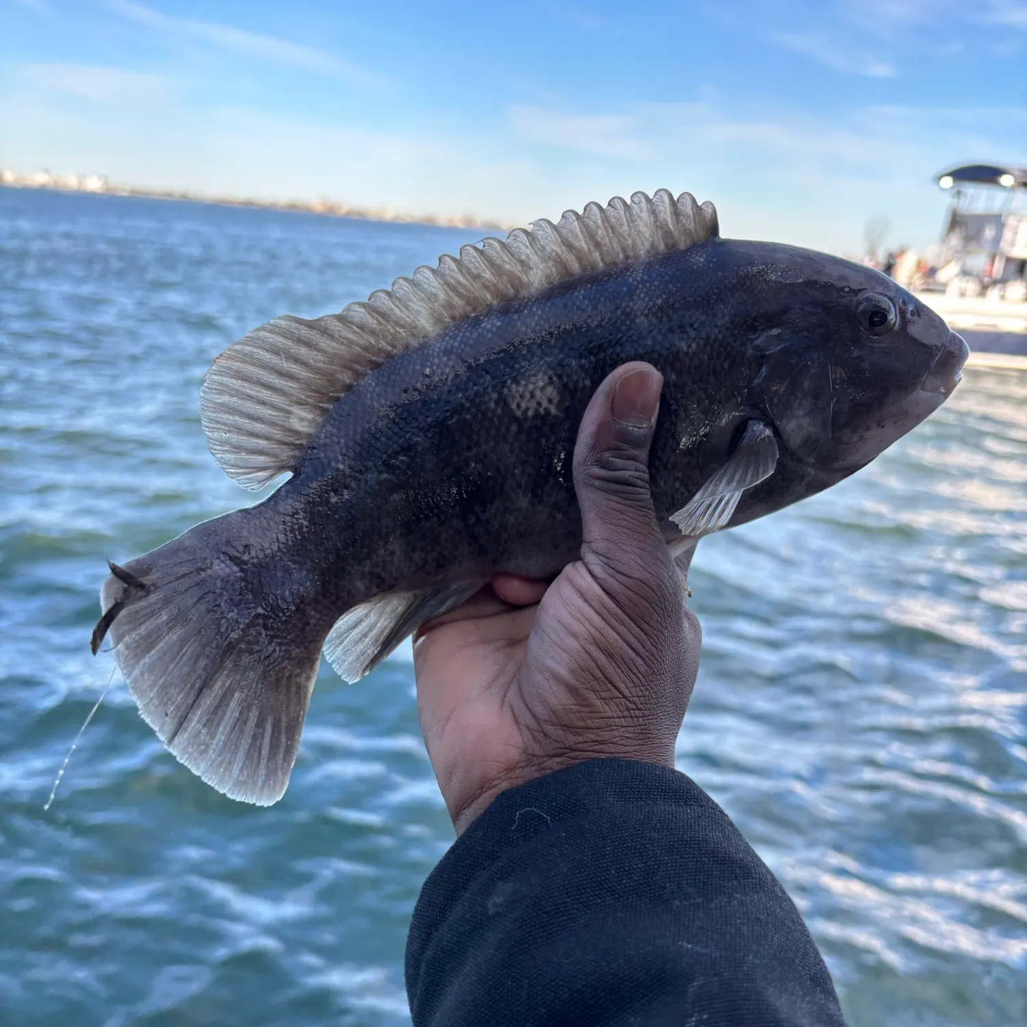 Tautog caught on Fishbrain