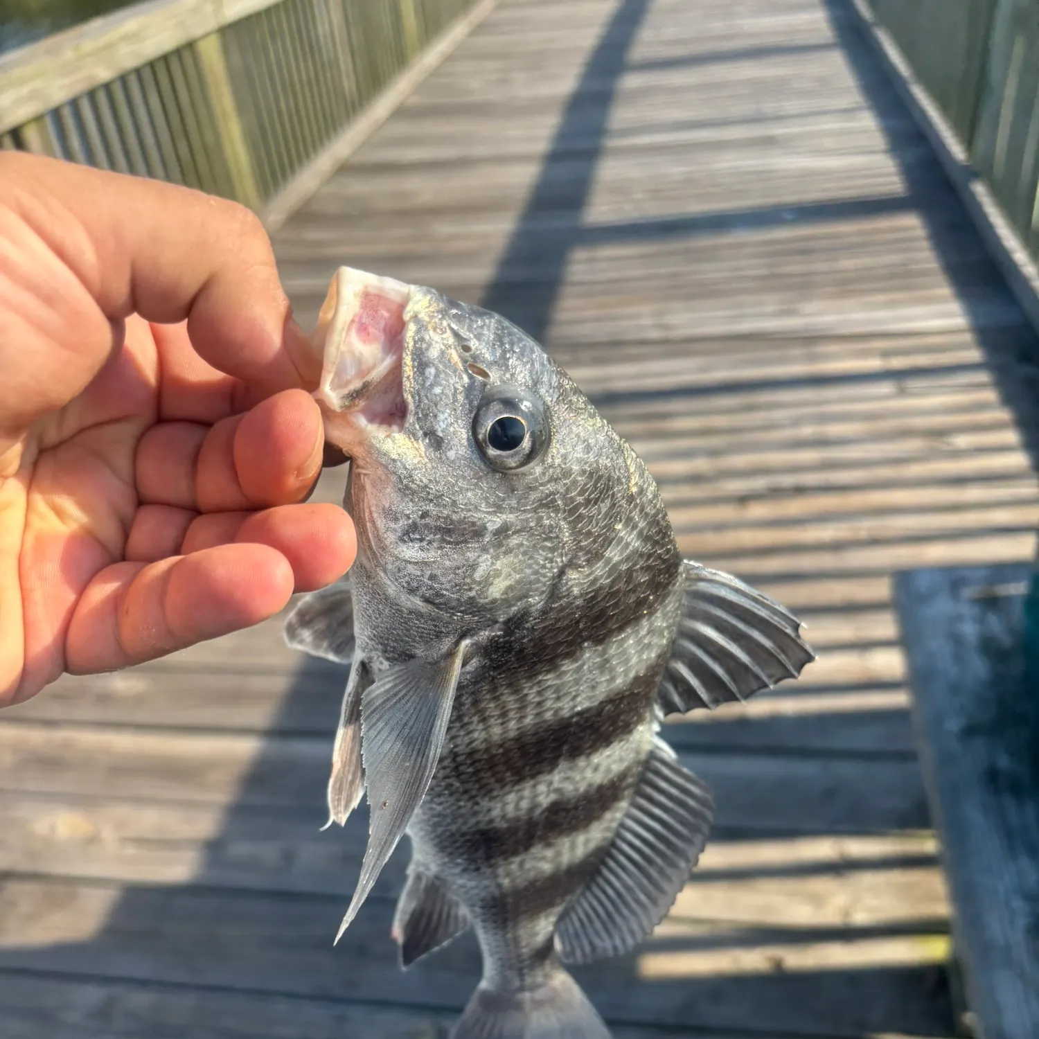Black drum caught on Fishbrain