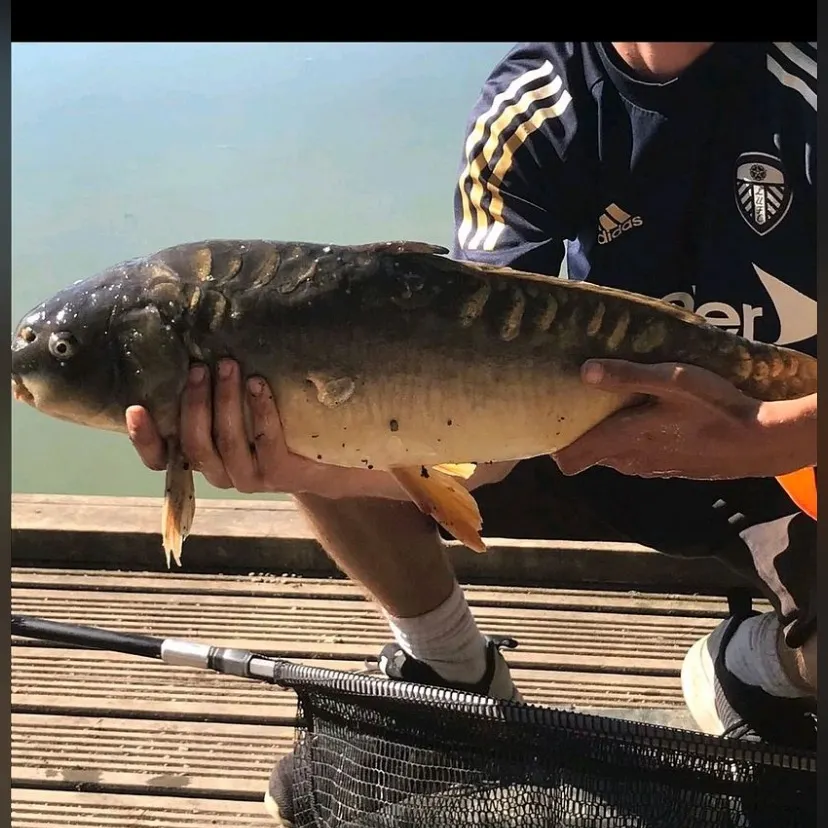 The most recent Mirror carp catches on Fishbrain