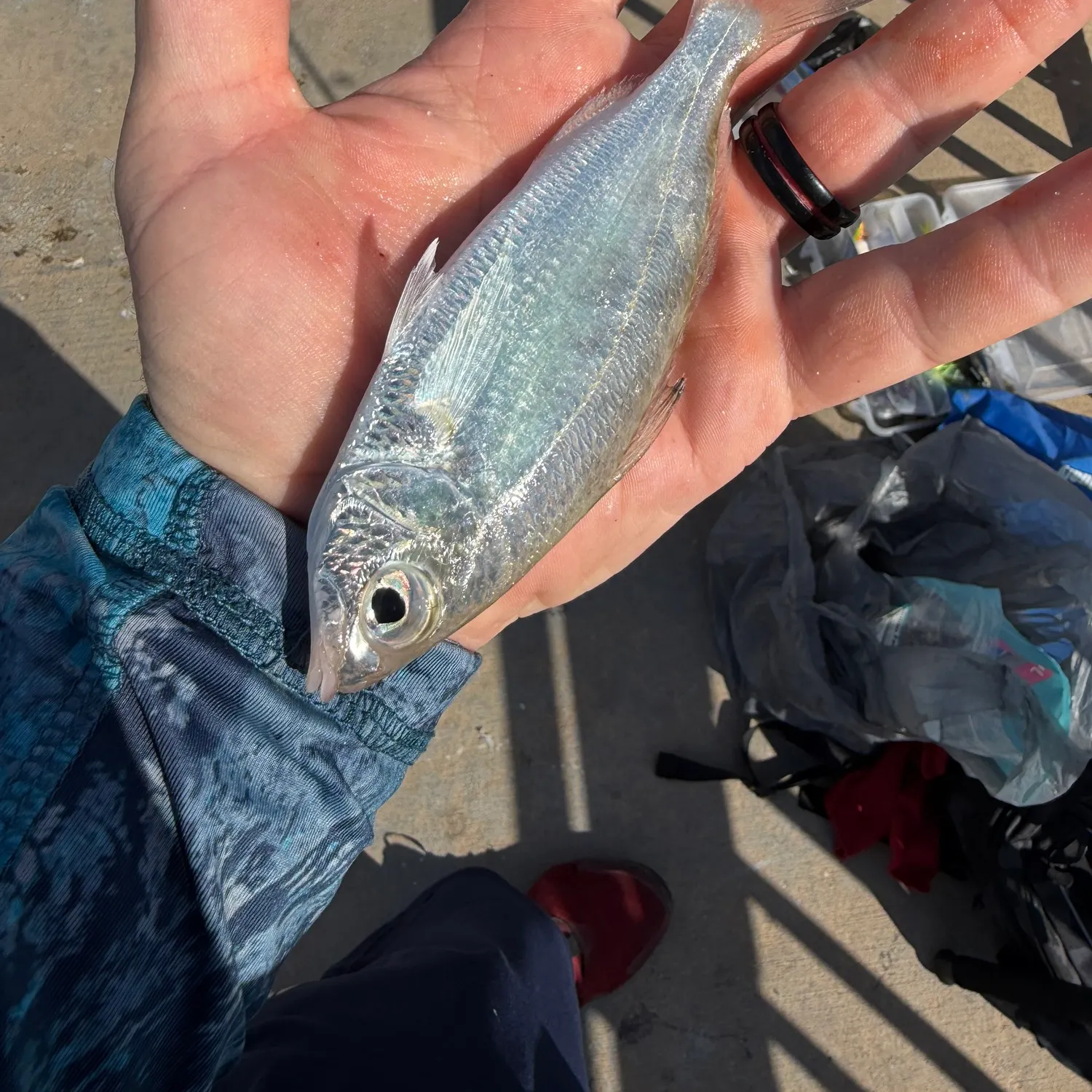 The most recent Pacific spotfin mojarra catches on Fishbrain