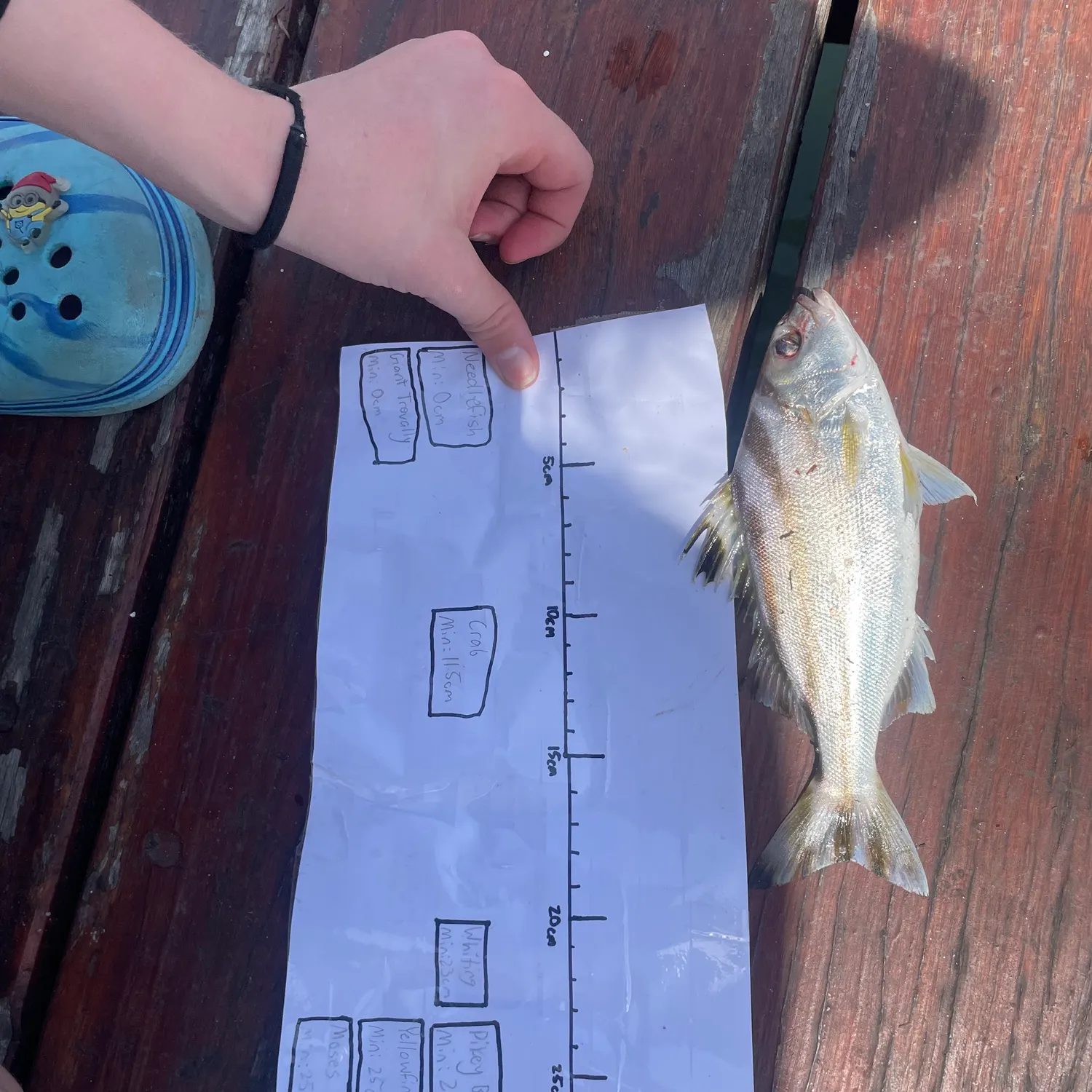 The most recent Jarbua terapon catches on Fishbrain