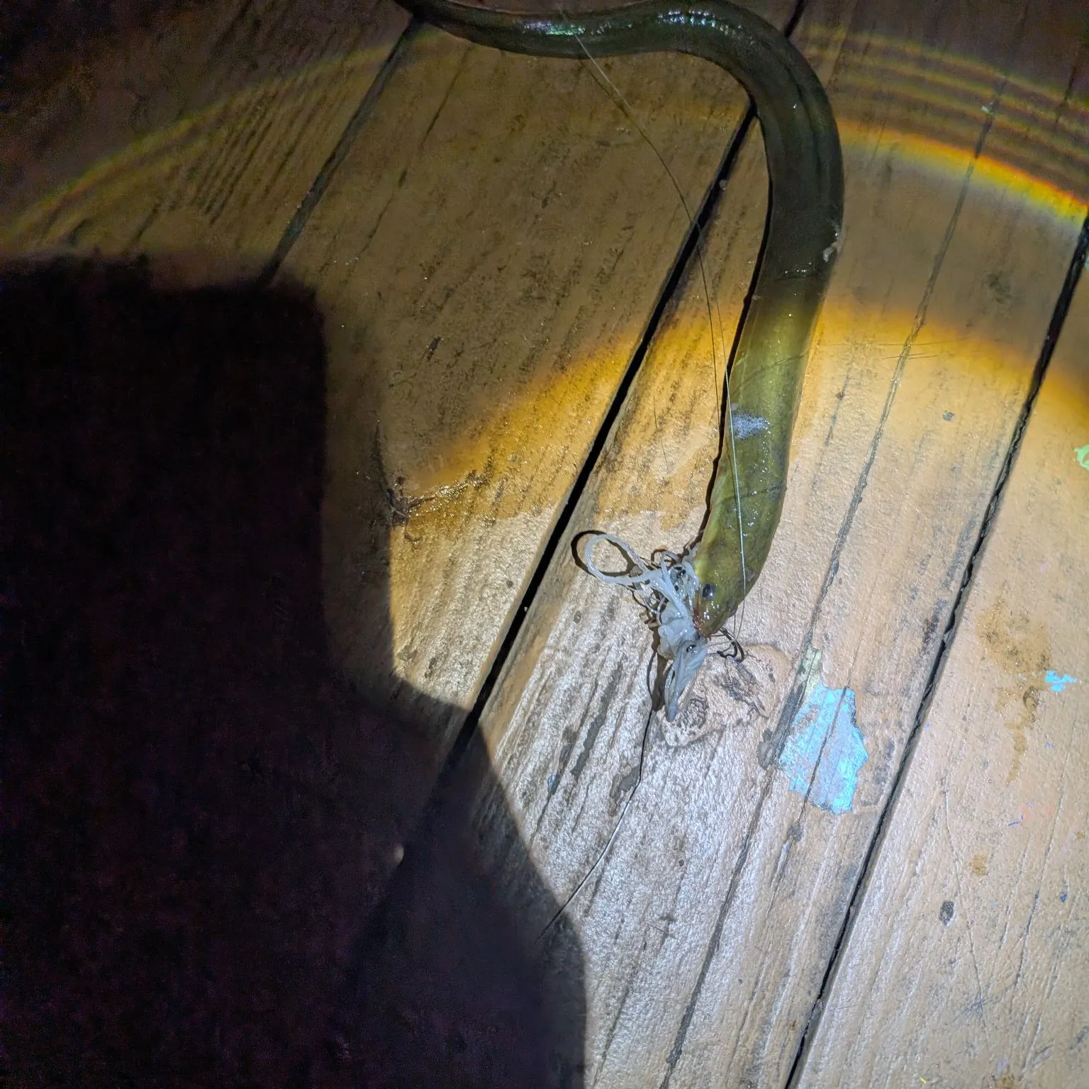 The most recent American eel catches on Fishbrain