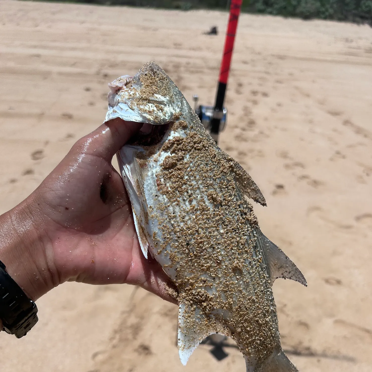 The most recent Sixfinger threadfin catches on Fishbrain